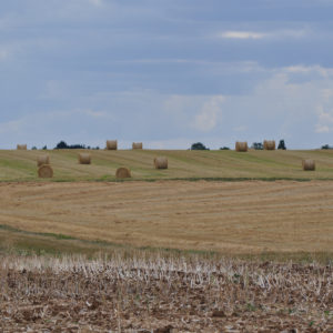 Agriculture à Cravant dans le Loiret (45)