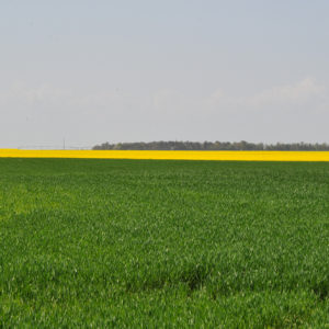 La campagne près de la Mairie de Cravant (45)