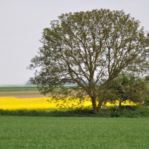 Paysage et campagne de la commune de Cravant (45)