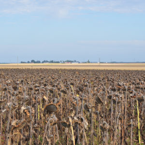 Champ de tournesols à Cravant (45)